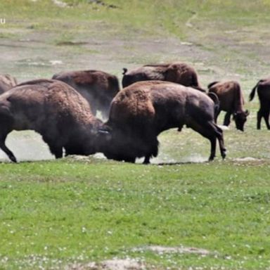 VIDEO: 17-year-old gored by bison at North Dakota national park 