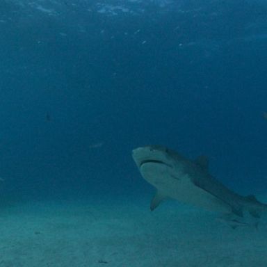 VIDEO: 18-year-old surfer bitten on the hand by shark at Florida beach