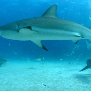 VIDEO: Swimmers are on high-alert as multiple shark attacks reported