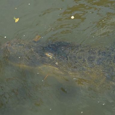 VIDEO: Alligator brutally attacks elderly woman walking her dog