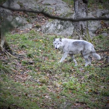 VIDEO: New Jersey family attacked by wolf while camping in Canada