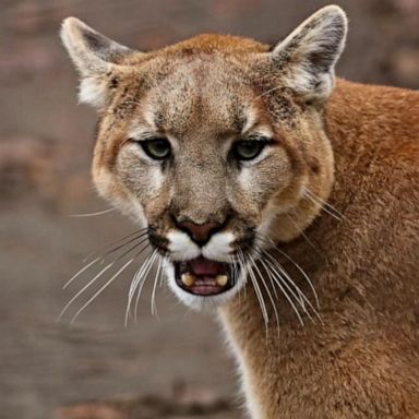 VIDEO: 8-year-old mauled by mountain lion while playing in backyard