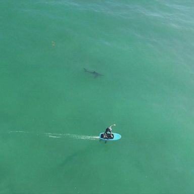 VIDEO: Drone footage shows surfers hitting the water near sharks