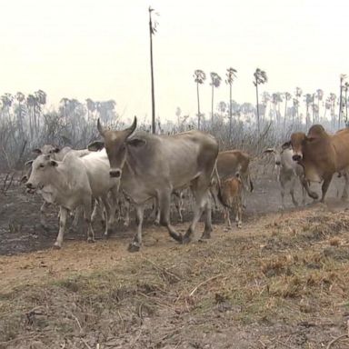 VIDEO: Fires in Brazil, Bolivia consuming US-sized swaths of forest