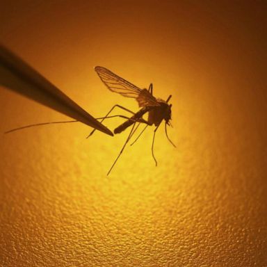 VIDEO: New warning about rare mosquito-borne illness that has killed 1