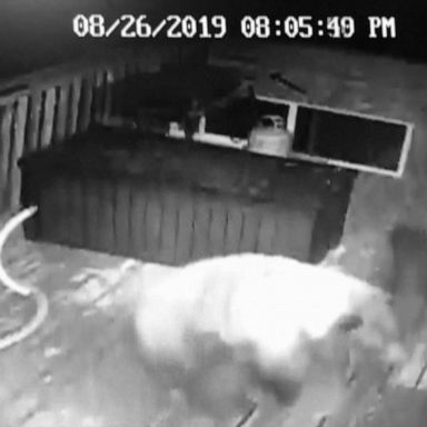 VIDEO: 911 call captures couple battling bears that broke into their house