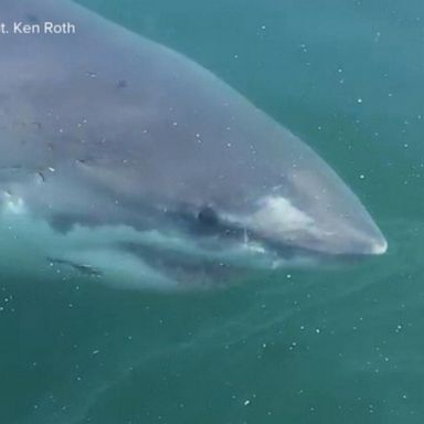 VIDEO: Pair of fishermen capture close encounter with great white shark on camera