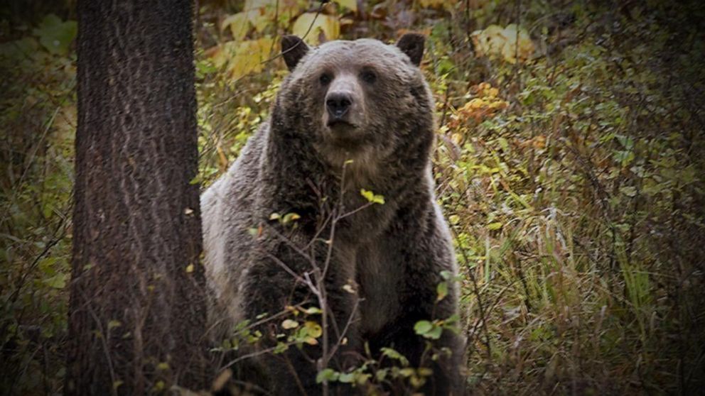 Video Four hunters survived two grizzly bear attacks in Montana - ABC News