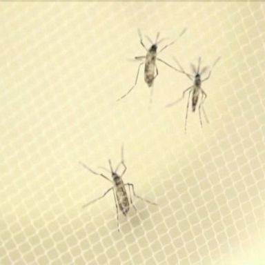 VIDEO: Rare but dangerous mosquito-borne illness kills 2 in Michigan