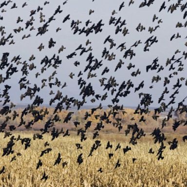 VIDEO: Bird population shrinking