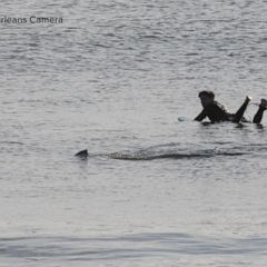 Photo shows close-call between surfer and great white shark off Cape Cod