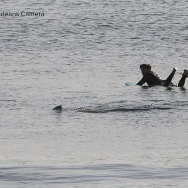 VIDEO: Photo shows close-call between surfer and great white shark off Cape Cod