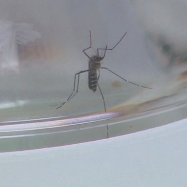 VIDEO: Authorities issue warning as 3 new deaths tied to mosquito illness