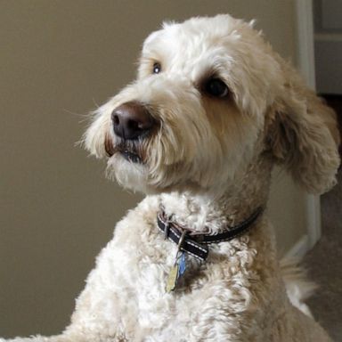 VIDEO: Creator of Labradoodle shares regrets