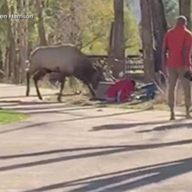 VIDEO: Elk charges at tourists, pinning woman to the ground with giant antlers