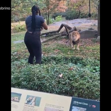 VIDEO: Zoo files criminal complaint after woman climbs into lion exhibit