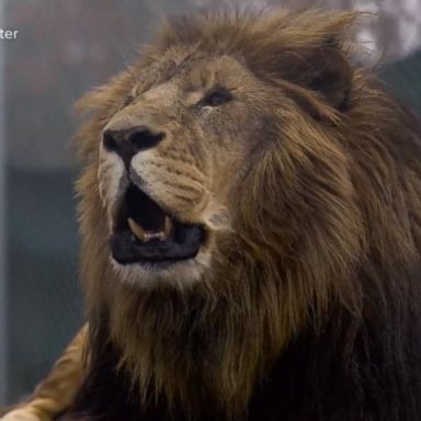 VIDEO: Reports claims lion was still 'running around the enclosure' when authorities arrived