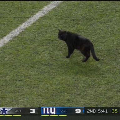 VIDEO: Monday Night Football gets ‘tackled’ by a black cat