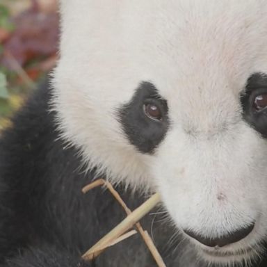 VIDEO: Bye-bye to Bei Bei the panda