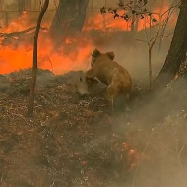 VIDEO: Koala rescued from wildfire in Australia