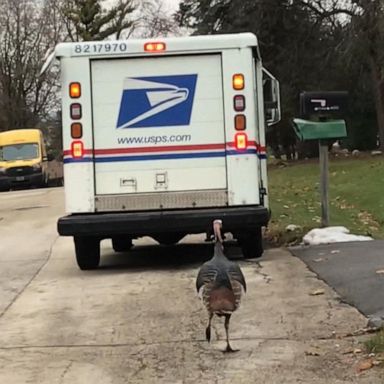 VIDEO: Residents capture turkey following postal worker delivering mail