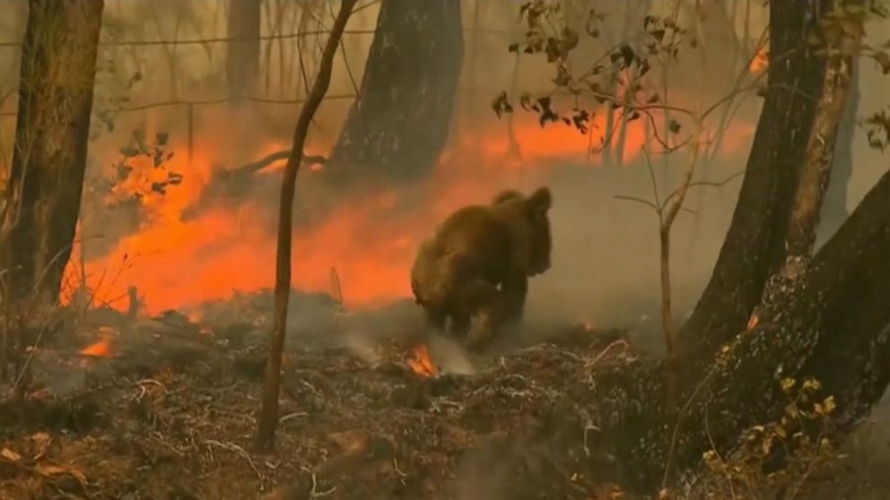 Video Bushfires in Australia threaten koalas with extinction ABC News