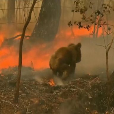 VIDEO: Bushfires in Australia threaten koalas with extinction