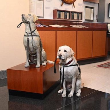 VIDEO: America Strong: Sully the Dog gets a statue