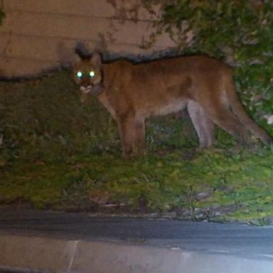 VIDEO: Urgent search for a lion in Southern California area