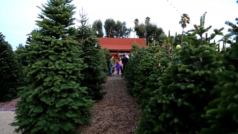 christmas tree farm