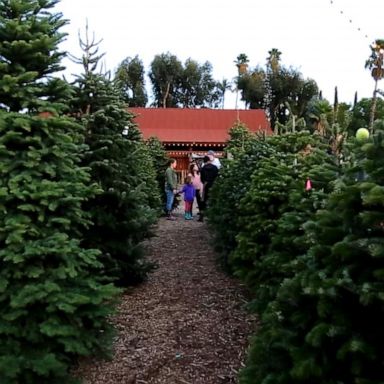 VIDEO: Celebrating America's Christmas tree farms