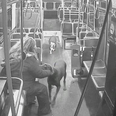 VIDEO: Bus driver helps reunite family with 2 lost dogs