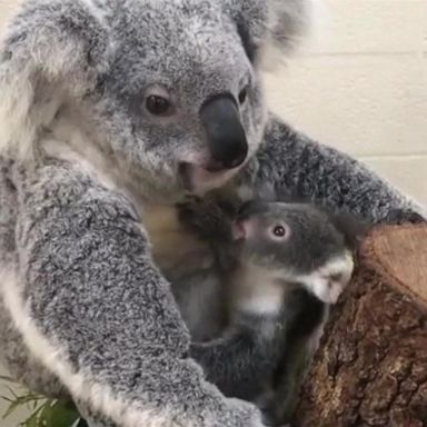 VIDEO: Adorable koala added to Miami zoo