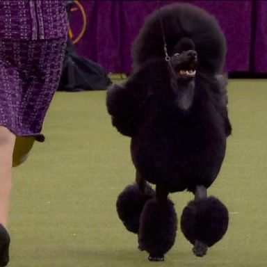 VIDEO: Contestants await winner of Westminster dog show