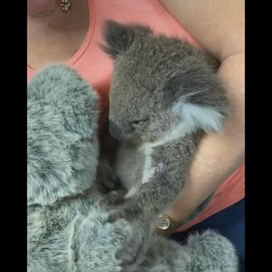 VIDEO: Heartwarming video of koala, stuffed animal