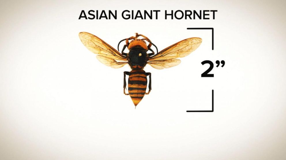 Video ‘murder Hornets Spotted In Us Abc News