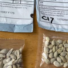 USDA issues warning about mysterious packages of seeds