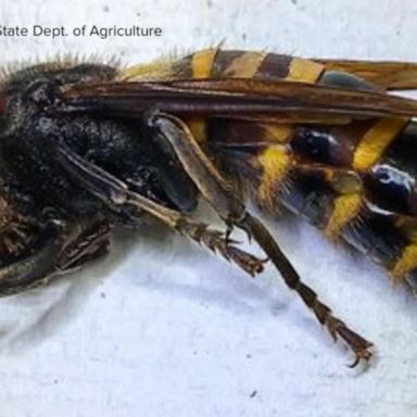 VIDEO: Officials trap 1st ‘murder hornet’