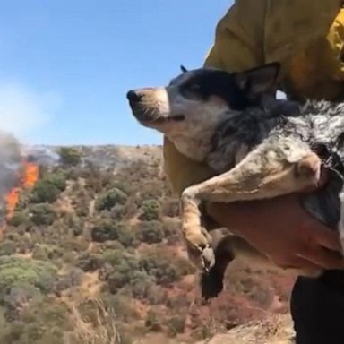 VIDEO: Man reunited with dog that went missing for 3 days amid wildfires