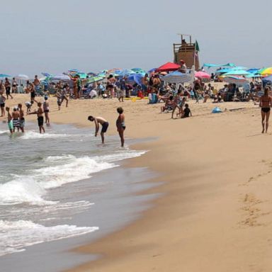 VIDEO: Swimmers pulled from water in Cape Cod after shark scare