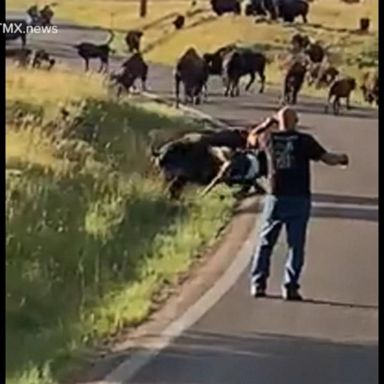 VIDEO: Bison charges motorcyclist, officials warn visitors it’s breeding season