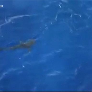 VIDEO: Coast Guard scares away shark from swimmers