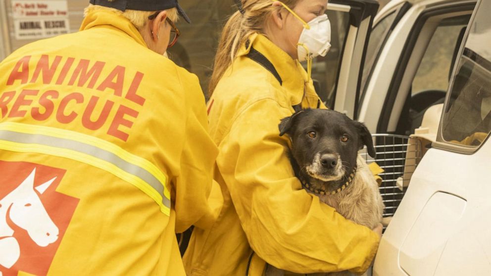 Animal rescue volunteers jump into action in California’s wildfires