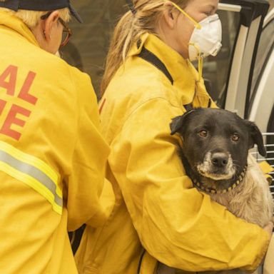 VIDEO: Animal rescue volunteers jump into action in California’s wildfires