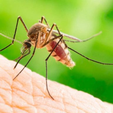 VIDEO: Authorities warn about mosquitoes spreading Eastern equine encephalitis virus 