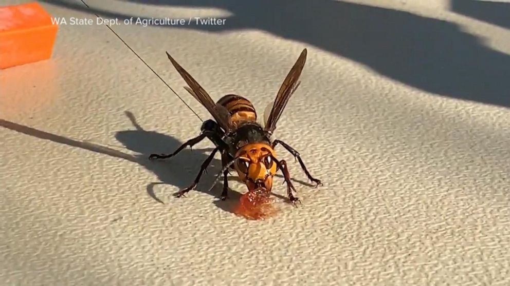 1st Nest Of So Called ‘murder Hornets’ Discovered In The Us Gma