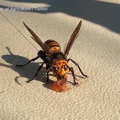 VIDEO: 1st nest of so-called ‘murder hornets’ discovered in the US