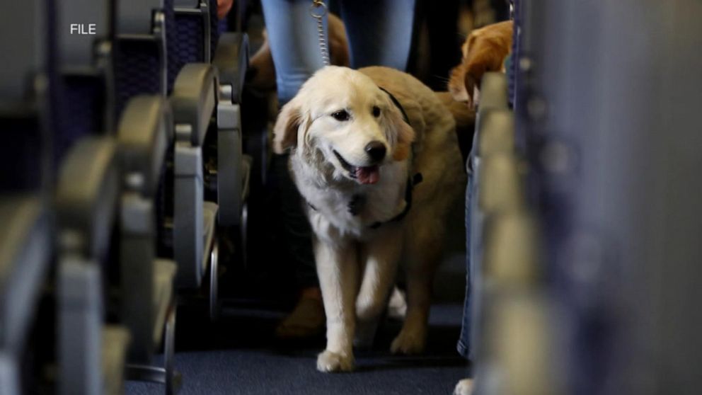 american airlines pet flights