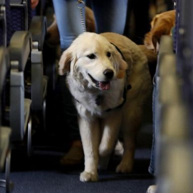 VIDEO: US Department of Transportation revises rule on emotional support animals on flights