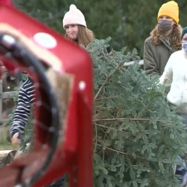 VIDEO: Family sets up Christmas tree lot to support small businesses